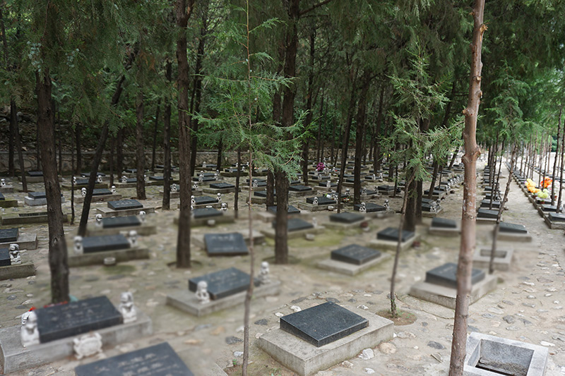 北京市哪里有树葬公墓?一般需要多少钱?_北京陵园网