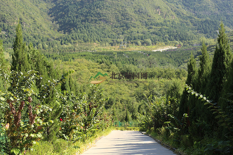 景仰园陵园道路景观