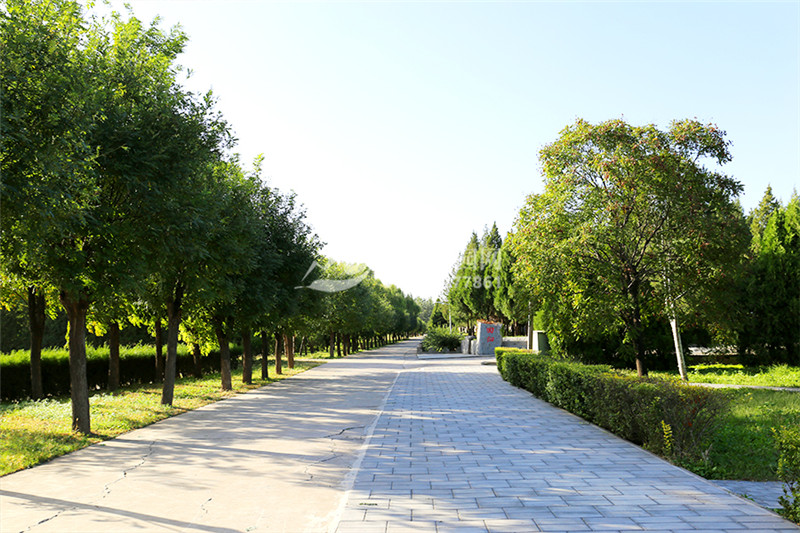 太子峪陵园道路绿化景观