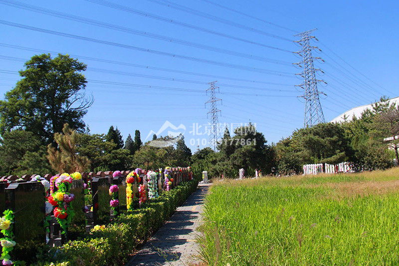 朝阳陵园墓区实拍